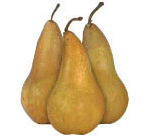  Bosc Pears 