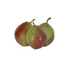  Seckel Pears 